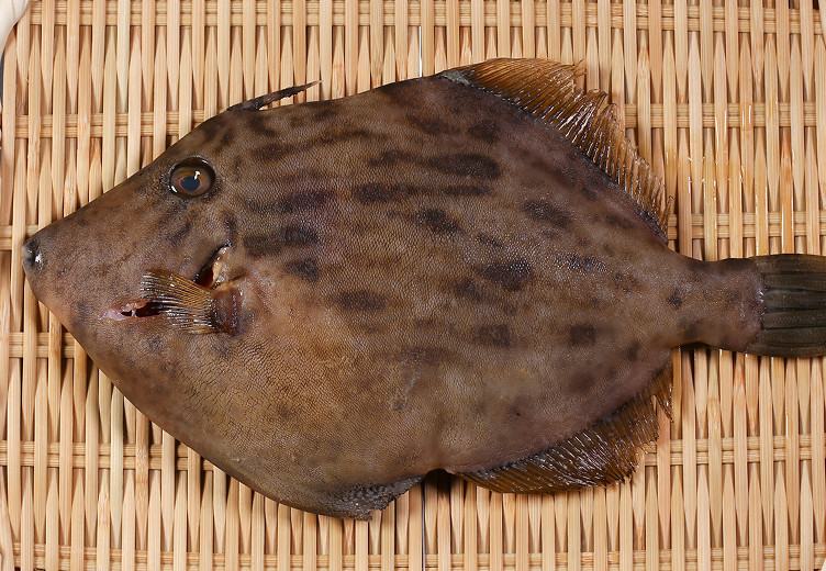カワハギ