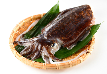 コウイカ