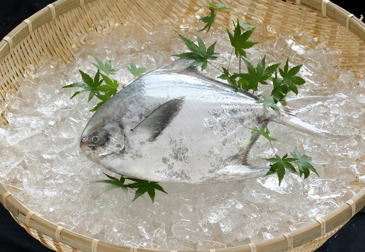 マナガツオ